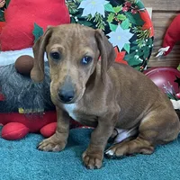 Rusty, a male Dachshund for sale in Gaffney, SC – Photo 2 of 4