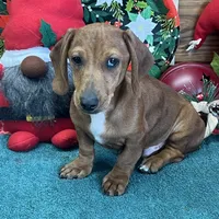 Rusty, a male Dachshund for sale in Gaffney, SC – Photo 1 of 4