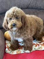 Dolly, a female Miniature Labradoodle for sale in Gaffney, SC – 2 of 3