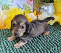 Shadow, a male Miniature Dachshund for sale in Gaffney, SC – 2 of 3