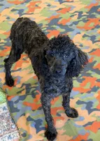 Rascal, a male Poodle - Miniature  for sale in Gaffney, SC – 3 of 4