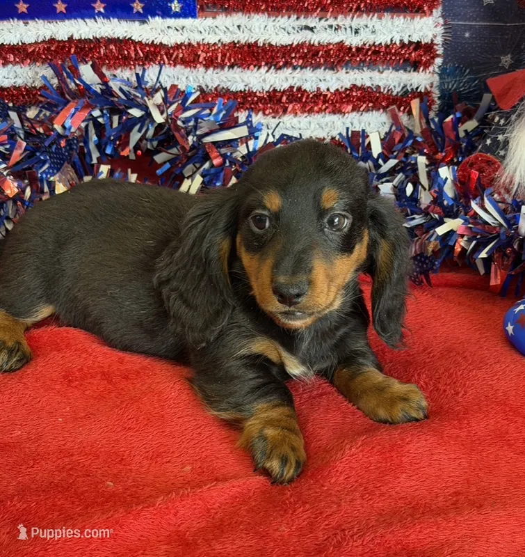 Zipper – Miniature Dachshund puppy for sale in Gaffney, SC