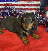 Zipper, a male Miniature Dachshund for sale in Gaffney, SC – 3 of 6