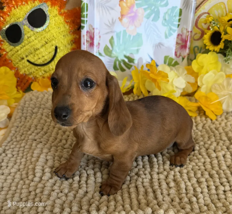 Reba 2 – Miniature Dachshund puppy for sale in Gaffney, SC