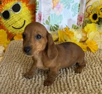 Reba 2, a female Miniature Dachshund for sale in Gaffney, SC – 1 of 3