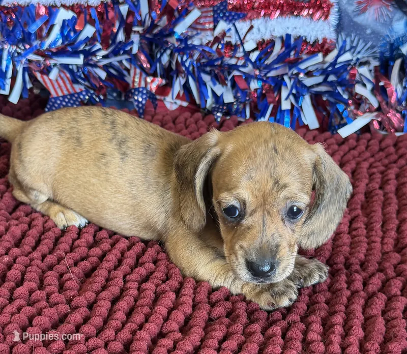 Jenny – Miniature Dachshund puppy for sale in Gaffney, SC