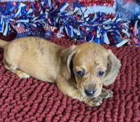 Hold- Tony, a female Miniature Dachshund for sale in Gaffney, SC – 1 of 3