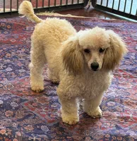 Marshall, a male Poodle - Toy  for sale in Gaffney, SC – 2 of 5