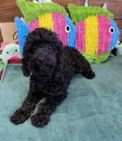 Rocky, a male Cockapoo for sale in Gaffney, SC – 2 of 3