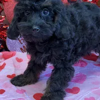 Rocky, a male Cockapoo for sale in Gaffney, SC – Photo 4 of 5