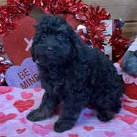 Rocky, a male Cockapoo for sale in Gaffney, SC – Photo 1 of 5