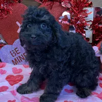 Rocky, a male Cockapoo for sale in Gaffney, SC – Photo 3 of 5