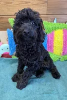 Rocky, a male Cockapoo for sale in Gaffney, SC – 3 of 3