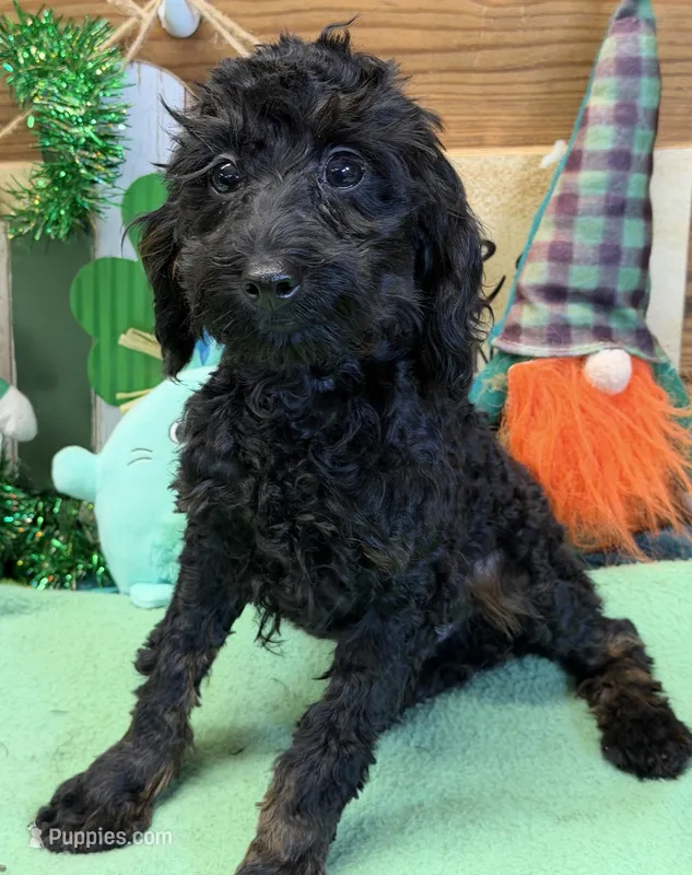 Rocky – Cockapoo puppy for sale in Gaffney, SC