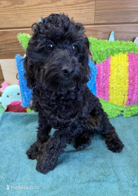 Rocky – Cockapoo puppy for sale in Gaffney, SC
