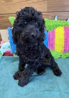 Rocky, a male Cockapoo for sale in Gaffney, SC – 1 of 3