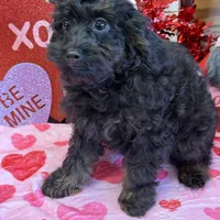 Rocky, a male Cockapoo for sale in Gaffney, SC – Photo 2 of 5