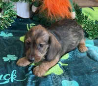 Lucky, a male Miniature Dachshund for sale in Gaffney, SC – Photo 1 of 3