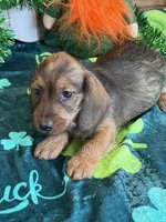 Lucky, a male Miniature Dachshund for sale in Gaffney, SC – Photo 2 of 3