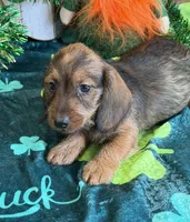 Lucky, a male Miniature Dachshund for sale in Gaffney, SC – Photo 3 of 3