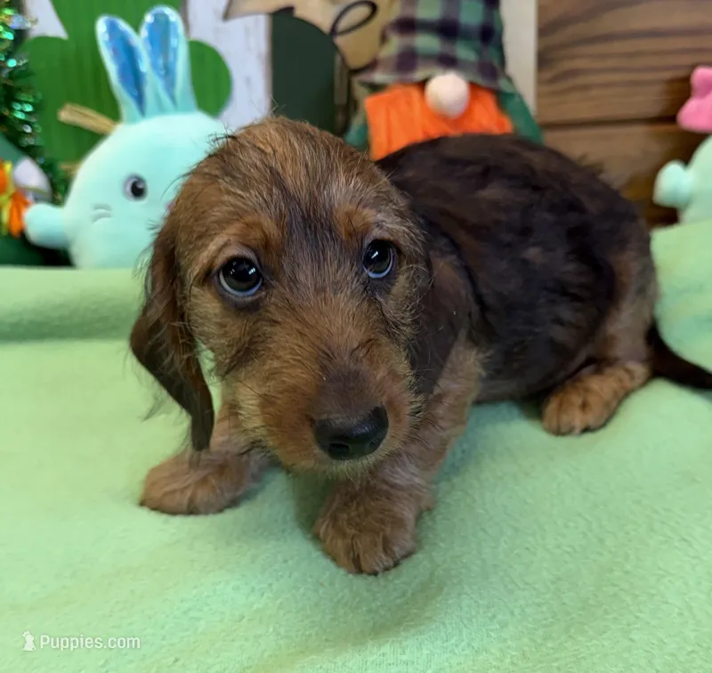 Lucky – Miniature Dachshund puppy for sale in Gaffney, SC