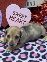 Ellis, a male Dachshund for sale in Gaffney, SC – Photo 4 of 4