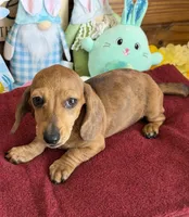 Ellis, a male Dachshund for sale in Gaffney, SC – Photo 2 of 3