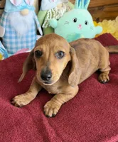 Ellis, a male Dachshund for sale in Gaffney, SC – Photo 3 of 3