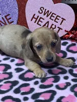 Ellis, a male Dachshund for sale in Gaffney, SC – Photo 2 of 4