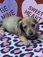 Ellis, a male Dachshund for sale in Gaffney, SC – Photo 3 of 4