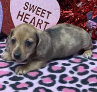 Ellis, a male Dachshund for sale in Gaffney, SC – Photo 1 of 4