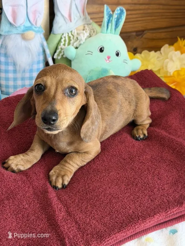 Ellis – Dachshund puppy for sale in Gaffney, SC
