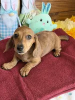 Ellis, a male Dachshund for sale in Gaffney, SC – Photo 1 of 3
