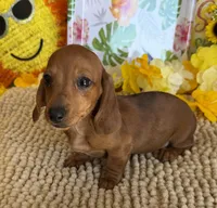 Reba 2, a female Miniature Dachshund for sale in Gaffney, SC – 3 of 3