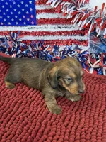 Sammy Wire, a male Dachshund for sale in Gaffney, SC – 3 of 3