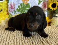 Rhett Wire, a male Dachshund for sale in Gaffney, SC – 2 of 7