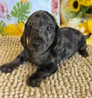 Marble Boy, a male Miniature Dachshund for sale in Gaffney, SC – 3 of 3