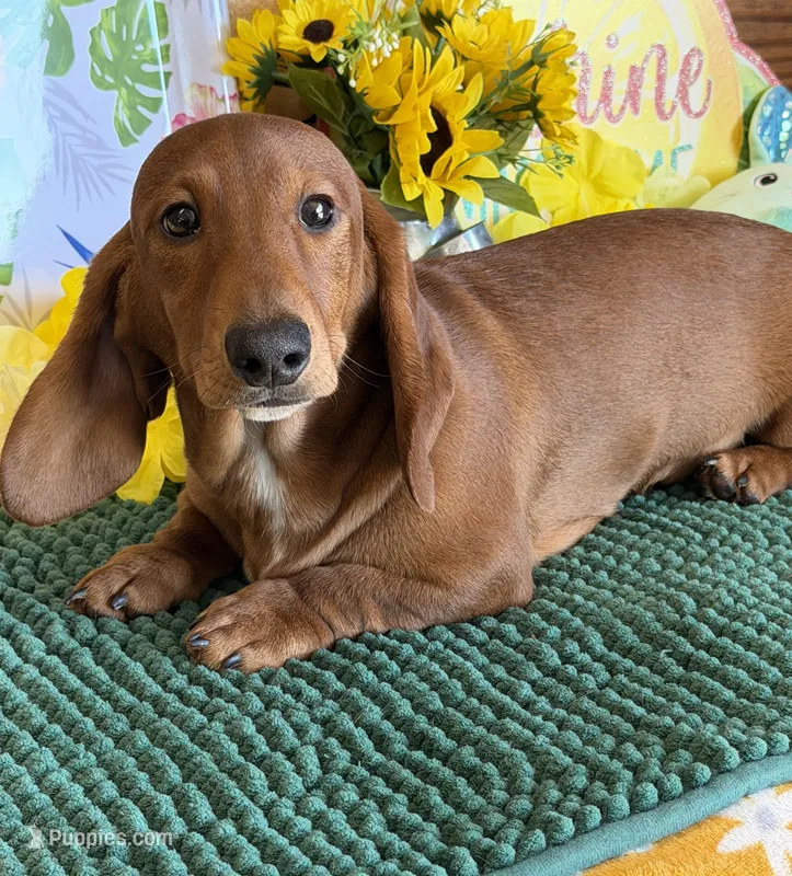 Nate – Dachshund puppy for sale in Gaffney, SC