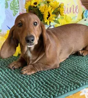 Nate, a male Dachshund for sale in Gaffney, SC – 1 of 3