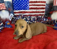 Melba, a female Dachshund for sale in Gaffney, SC – 5 of 6