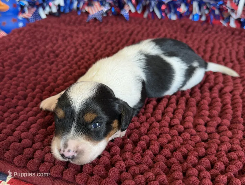 Panda – Miniature Dachshund puppy for sale in Gaffney, SC