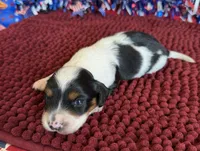 Panda, a male Miniature Dachshund for sale in Gaffney, SC – 1 of 3