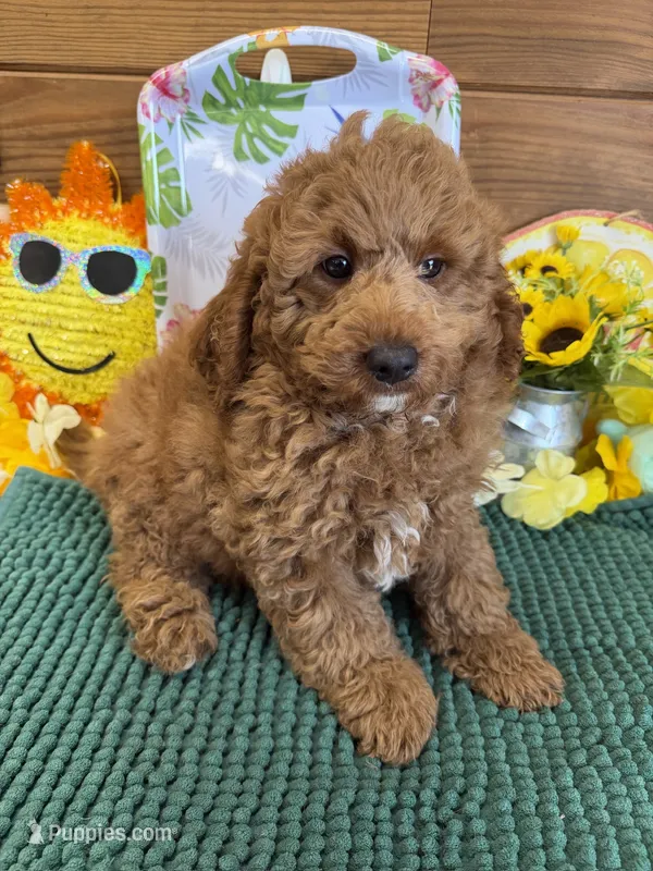 Teddy – Miniature Labradoodle puppy for sale in Gaffney, SC