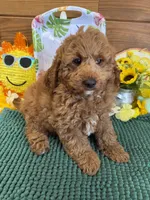 Teddy, a male Miniature Labradoodle for sale in Gaffney, SC – 1 of 4