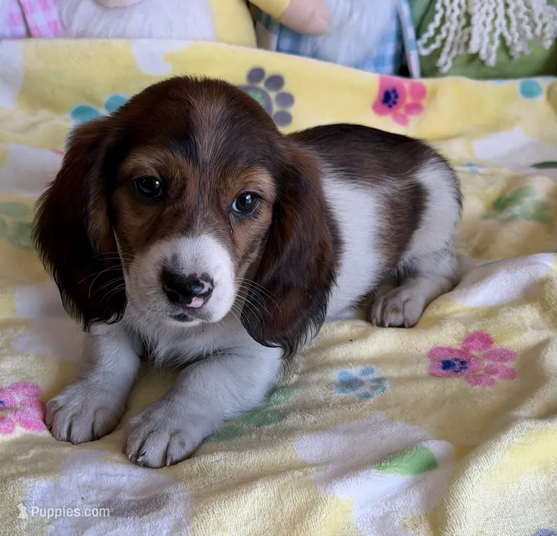 Marco – Miniature Dachshund puppy for sale in Gaffney, SC