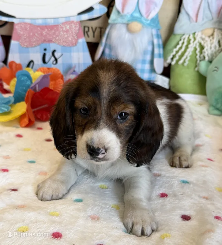 Marco – Miniature Dachshund puppy for sale in Gaffney, SC