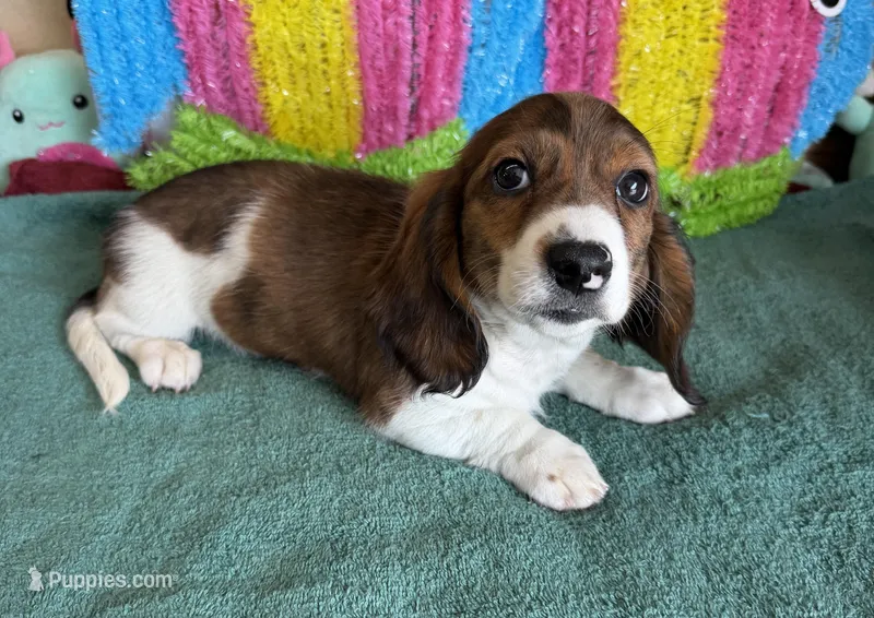 Marco – Miniature Dachshund puppy for sale in Gaffney, SC