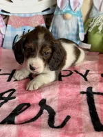 Marco, a male Miniature Dachshund for sale in Gaffney, SC – Photo 1 of 3