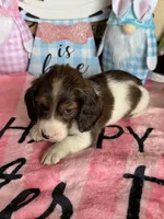 Marco, a male Miniature Dachshund for sale in Gaffney, SC – Photo 2 of 3