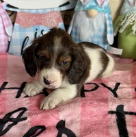Marco, a male Miniature Dachshund for sale in Gaffney, SC – Photo 3 of 3